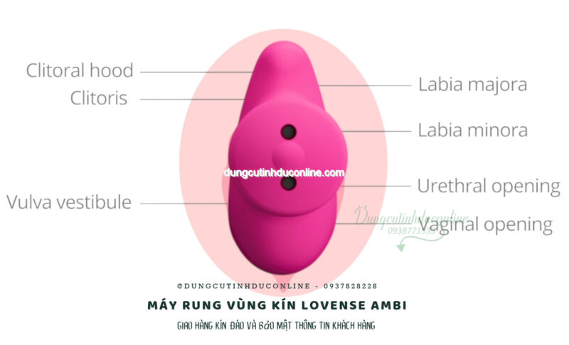 May rung Lovense Ambi 0011 Shop